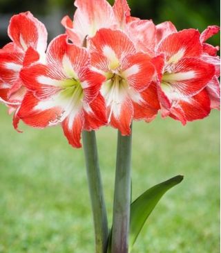 Amaryllissläktet - Minerva - Hippeastrum