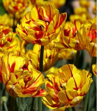נחמד גולדן טוליפ - נחמדה גולדן טוליפ - 5 בצל - Tulipa Golden Nizza