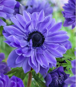 Anemone Lord Lieutenant - 8 bulbs
