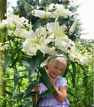 Baumlilie Lilium Pretty Women