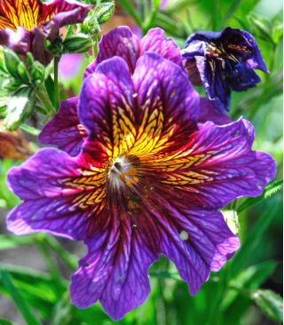 Painted Tongue mixed seeds - Salpiglossis sinuata - 2250 seeds