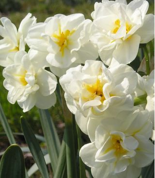 Narcissus Cheerfulness – Narzisse Cheerfulness - 5 Zwiebeln