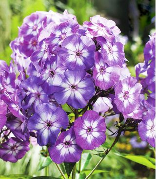 Vlambloem - Laura - Phlox