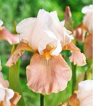 Iris germanica Slavnostní sukně - cibule / hlíza / kořen