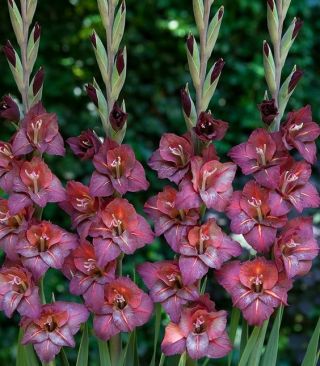Glaïeuls Vesuvio - paquet de 5 pièces - Gladiolus