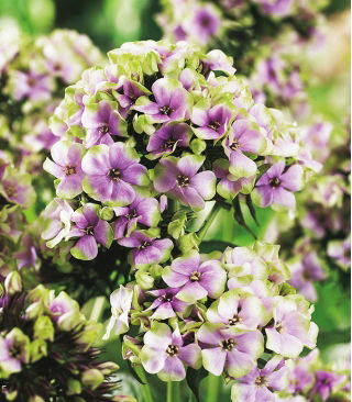 Phlox Sherbet Blend - stort paket! - 10 st