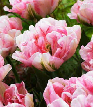 Tulip "Finola" - XXXL pack  250 pcs