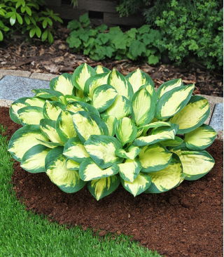Hosta, Kochbananen-Lilie Popcorn - XL-Packung - 50 Stk