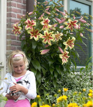 Liliomfa - Lavon - Giga csomag - 50 db.