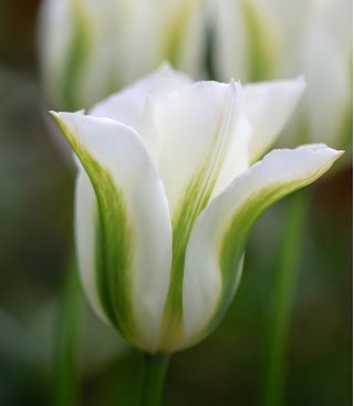 Tulipa Spring Green - Tulip Spring Green - 5 bulbs
