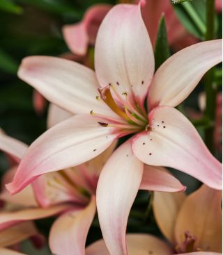Lilium, Lily Jednostavan valcer - lukovica / gomolj / korijen - Lilium Asiatic Easy Waltz