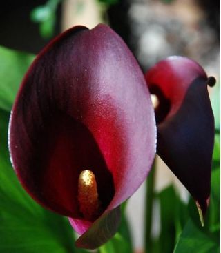 Zantedeschia, Calla Lily Schwarzwalder - cibule / hlíza / kořen
