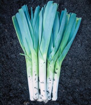 Porro - Bartek - 320 semi - Allium ampeloprasum L.