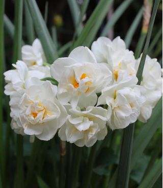 Narcissus Cheerfulness – Narzisse Cheerfulness - 5 Zwiebeln