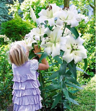 Baumlilie Lilium Pretty Women
