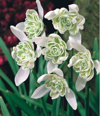 Galanthus nivalis - Flore Pleno - paquet de 3 pièces