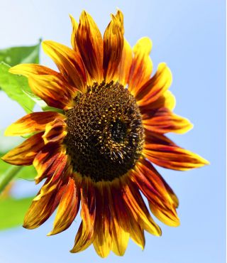 Tournesol - Fantasia - Helianthus annuus - graines