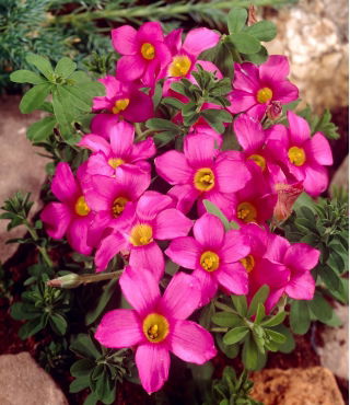 Oxalis - Hirta Gothenburg - Bulbi - 2 buc.