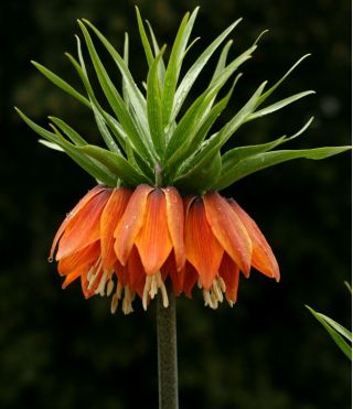 Set 2 – Orange crown imperial – 12 pcs; imperial fritillary, Kaiser's crown