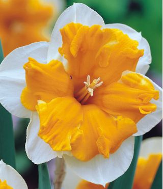 Narcises - Orangery - 5 gab. Iepakojums - Narcissus