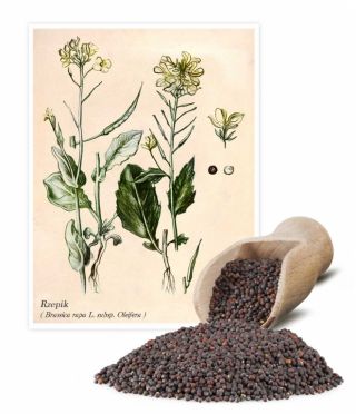 Řepka polní, polní hořčice "Brachina" - 1 kg - Brassica rapa L. subsp. Oleifera - semena
