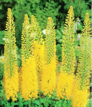 Himalaya Foxtail Lily - Bungei - Stor pakke! - 10 stk; Ørkenlys