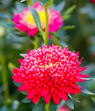 Prinzess Aster "Tristan" - Purpur-Kirschrot - 225 Samen