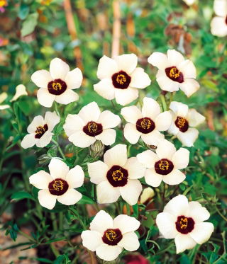 パルナシウス・ウィスコッティ（1メス・スウェーデン産） J.Sloane ジェイスローアン ワンピース ブラウス リバティ 半袖