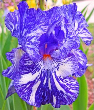 Iris germanica Batik