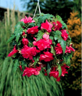Begonia rastrera - rosa - ¡paquete grande! - 20 piezas