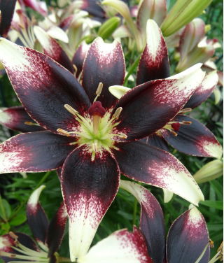 Lily - Nettys Pride - GIGA Pack! - 50 pcs.