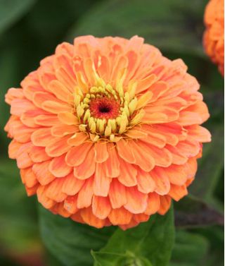 Zinnia de flores de dalia "Eldorado" - 120 semillas - Zinnia elegans dahliaeflora