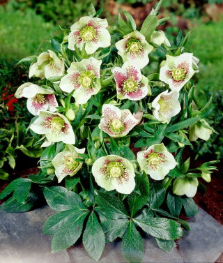 Hellebores - Bollene; Posna vrtnica - XL paket - 50 kom