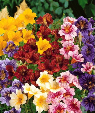 Painted Tongue - Mixed - Salpiglossis sinuata - Dazzling Summer Blooms, July to September - Fresh Seeds