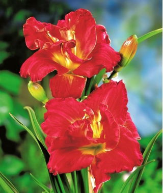 Daylily Merlot Rouge - 