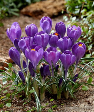 Blue Ocean crocus - XXL pack 100 pcs