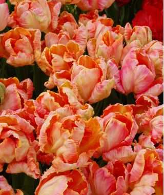Tulipa salmon Parrot - Tulip salmon Parrot - 5 bulbs