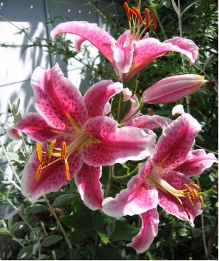Лилия Mona Lisa - Lilium oriental hybridum Mona Lisa