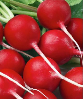 Radish "Fiesta" - rapidly growing, round or heart-shaped, carmine red roots - 850 seeds