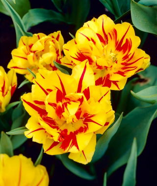 Tulipan Monsella - pakke med 5 stk - Tulipa Monsella