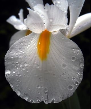 Lis (Iris × hollandica) - White Excelsior - pakket van 10 stuks