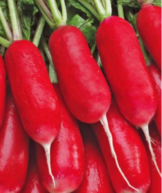 Radish "Kaja" - srednje duge, karminsko-crvene, nježno ukusne korijene - 850 sjemenki - Raphanus sativus L. - sjemenke
