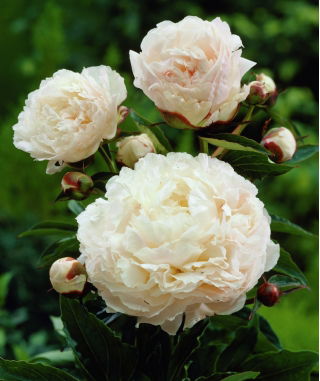 Paeonia, Peony Shirley Temple - pacchetto grande! - 10 pezzi
