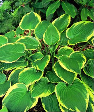 Hosta - Aureomarginata
