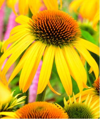 Echinacea, Coneflower Yellow