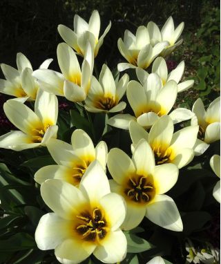 Tulipa Concerto - Tulip Concerto - 5 bulbs
