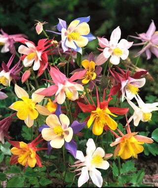 Ancolie - Scott Elliott's - Mélange - Aquilegia caerulea - Floraison pastel, parfaite pour les bordures - Graines fraîches