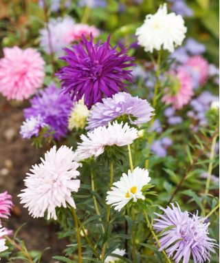 Aster - Needle - Mixed - Callistephus chinensis - Eye-Catching Needle-Like Blooms - Fresh Seeds