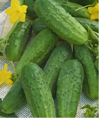 Cucumber "Lokata F1" - a disease resistant variety that does not overgrow - 175 seeds