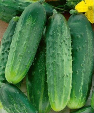 Almindelig Agurk – Osiris F1 - 175 frø - Cucumis sativus